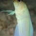 jawfish_yellowhead_bcf_nwp_v_0022_tci0032.jpg